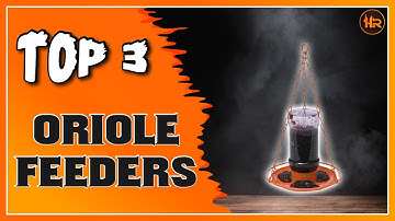 Best Oriole Feeder to Add to Your Yard