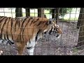 Big Cat Rescue - See how we Do flea treatments tiger size!