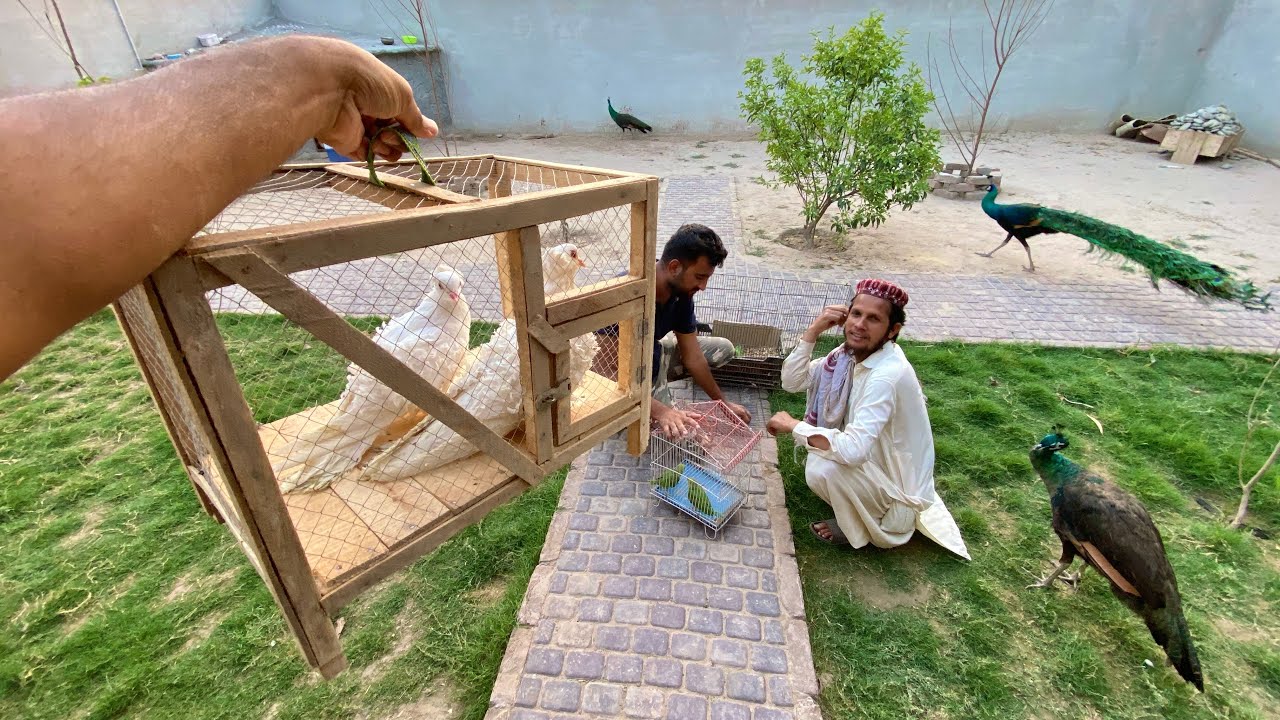 Finally Fiaz bhai ko Gift Day Dia