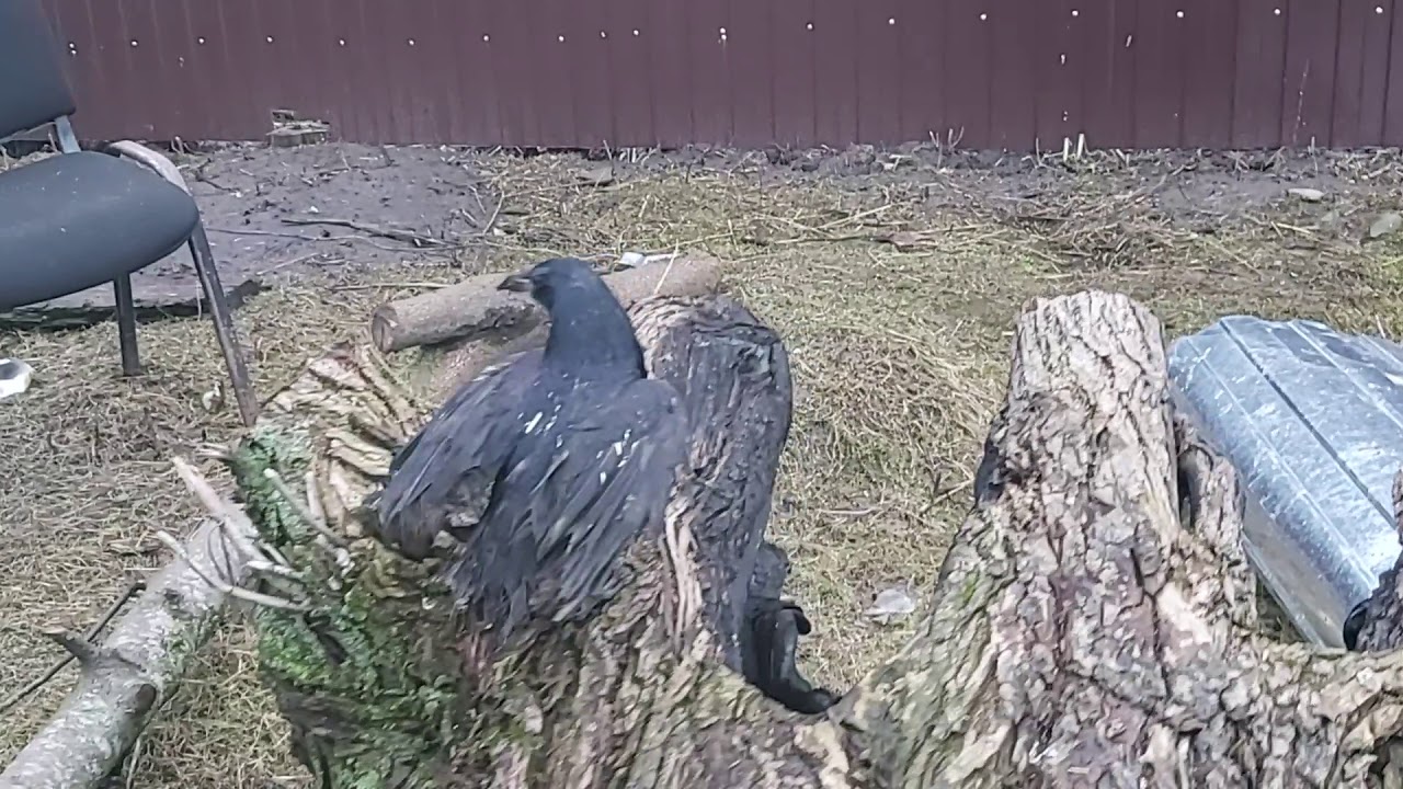 Чёрная Ворона Кара 27 02 20 г - YouTube