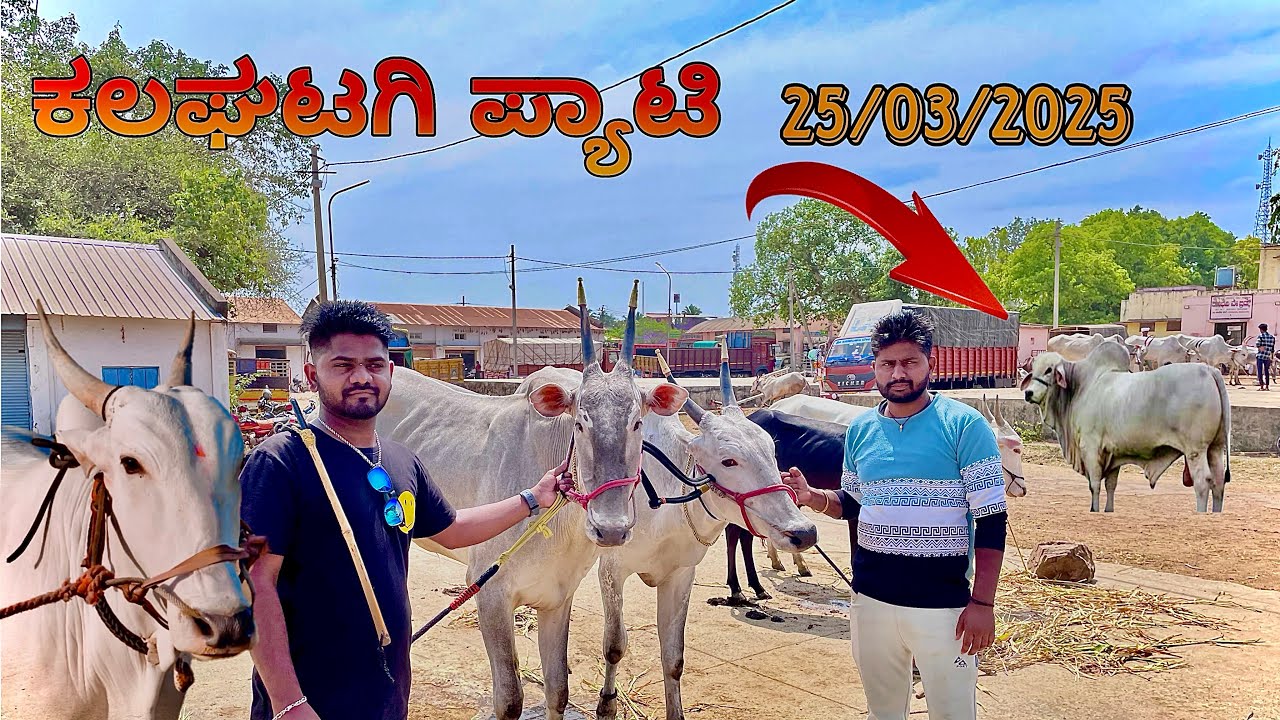 ಕಲಘಟಗಿ ಪ್ಯಾಟಿ 2025 | Kalaghatagi hori pyati #kalaghatagi #ganeshmgvlogs #hallikara
