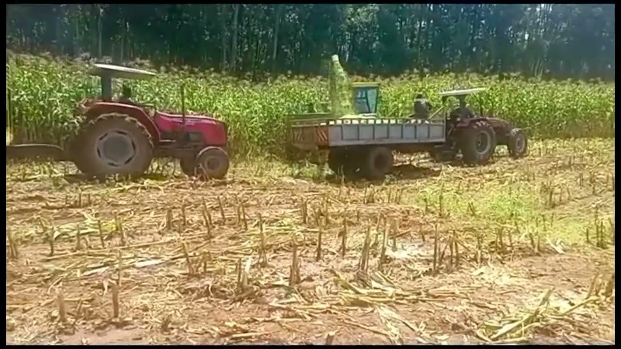 Silage harvesting in kenya season 1 John Deere 5400 chopper