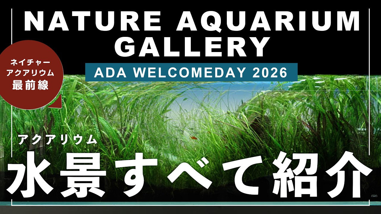 ADAview] Stone Scape in Early Summer 初夏の石景 -W180cm Aquarium