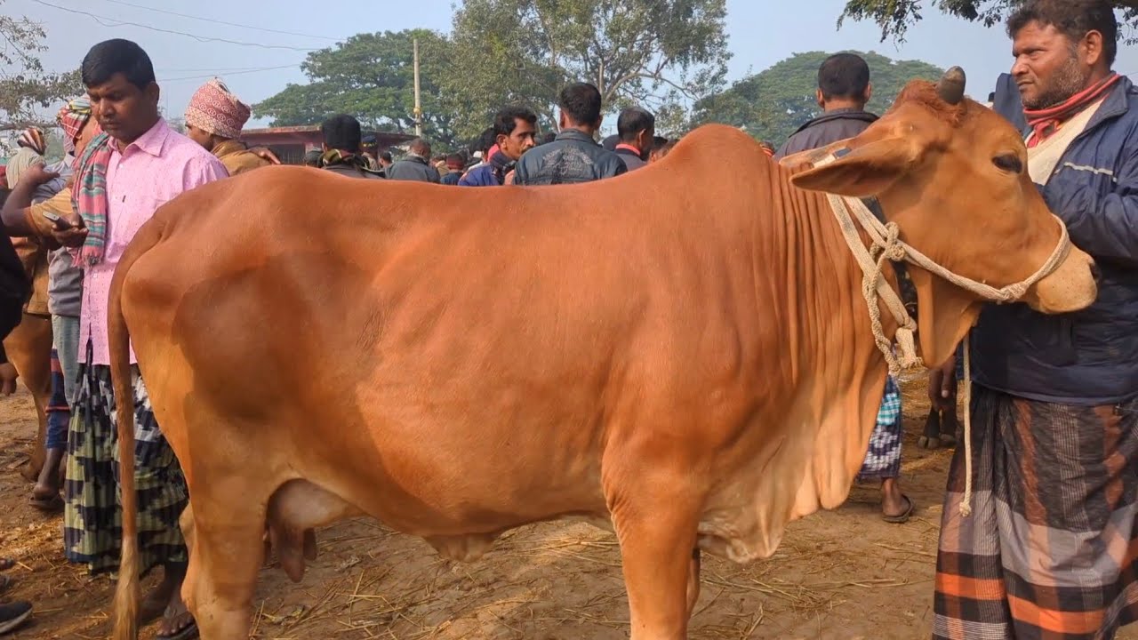 আজ ২৪ ডিসেম্বর ২০২৫ || গাভিন গরুর বাজার দর সোনাইচন্ডী হাট চাপাইনবয়াবগঞ্জ জেলা 