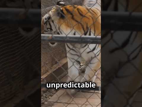 The Hidden Cruelty Of Exotic Pets Why Private Wildlife Ownership Must End 