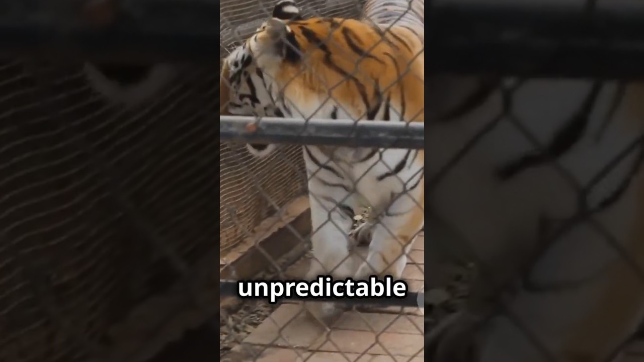 The Hidden Cruelty of Exotic Pets: Why Private Wildlife Ownership Must End.