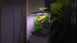 Our Crested gecko vivarium featuring SKYLIGHT PR2.Q led lamp #vivarium #terrarium #gecko #crestedgec