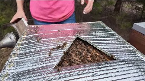 Equalizing Our Bees...with Tips I Just Learned! 🐝