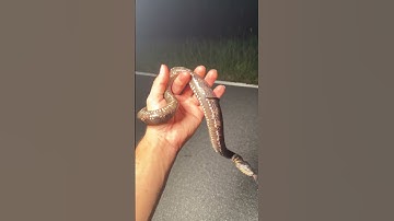 What would you do??? #animals #snake #nature