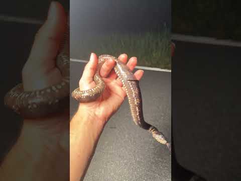 What Would You Do Animals Snake Nature