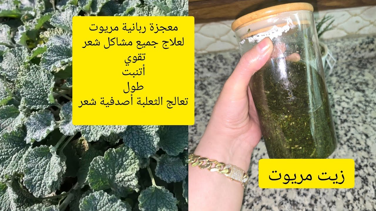 طريقة عمل زيت مريوت للشعر معجزة ربانية⛔️ تنبت أتنعم أطول تعالج ثعلبه أصدفية شعر