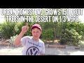 Urban Homestead Grows 150 Fruit Trees in the Desert on 1/3 Acre Urban Homestead Grows 150 Fruit Trees in the Desert on 1/3 Acre
