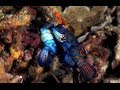 "Diving in Bunaken" - Full Version