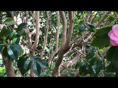 ვიდეო: Camelia Pruning - როგორ დავჭრათ კამელიები