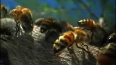 من راوئع التلاوات - سورة المدثر - من صلاة الفجر - للشيخ عبد الرحمن الزواوي 2017م