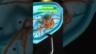 Heteropoda Davidbowie Huntsman