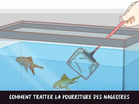 Vidéo: 3 façons de garder l'eau de l'aquarium propre