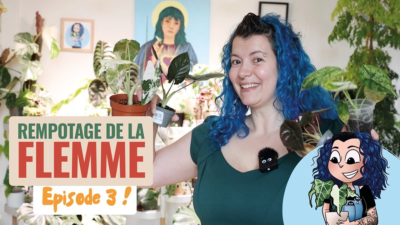 😴 Les Rempotages de la Flemme : une bande d'Alocasias Variegata !  épisode 3 👩‍🌾