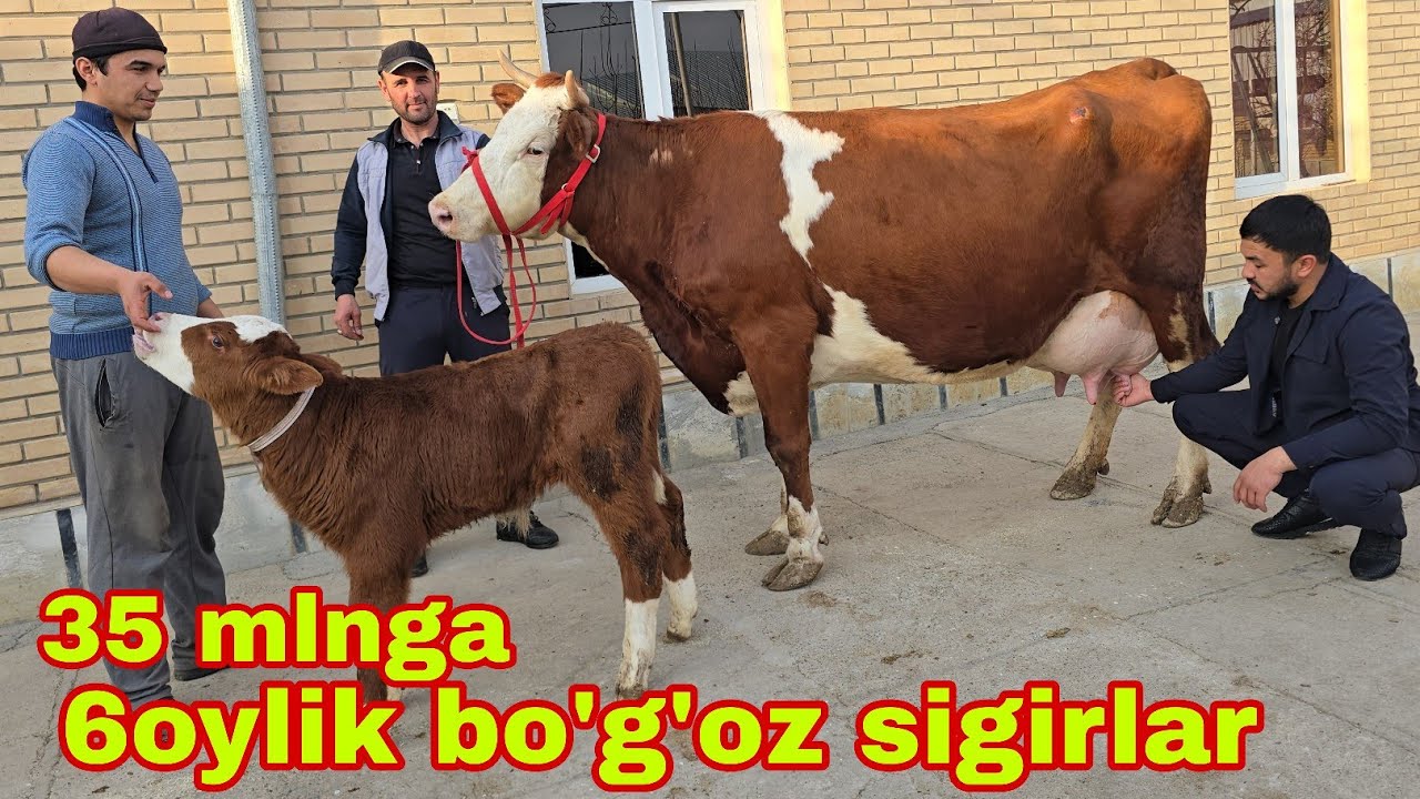 Buxoro arzonchisi Mizrobjon and Ashur akadan yangi partiya  8-mart aksiyasiga o'ta udarlari. 2026 г.