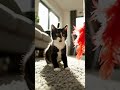 Cut baby #cat #shortsfeed #shortvideo #shortsviral #cutecat #turkishcat