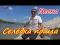 совет как ловить донскую селёдку .Донская селёдка Ростовская обл .Как ловить селёдку .х Каныгино