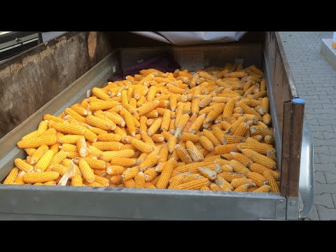 Хранение кукурузы в початках в домашних условиях на корм