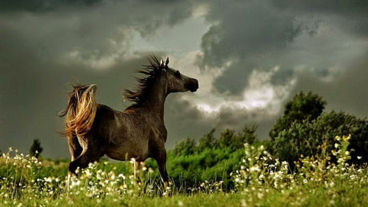 Дариға дәурен - Домбыра