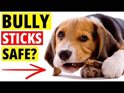 Video: Batang Bully - Treat Dog Treats atau Byproduct Berbahaya?