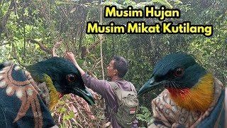 Download Lagu Meskipun dalam keadaan hujan pertualangan tetap di lanjutkan untuk mencari keberadaan burung konin MP3