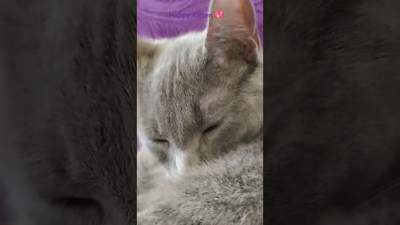 Kitten 💗Getting Pretty