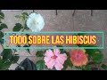 COMO CUIDAR HIBISCO O ROSA CHINA PARA QUE FLORESCAN SIEMPRE