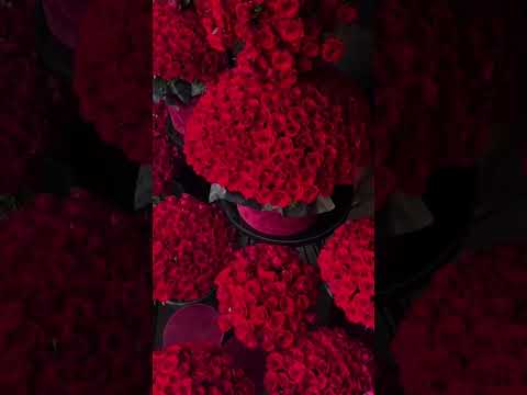 اجمال باقات ورده أحمر