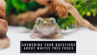 Watch This Before Getting A Whites Tree Frog