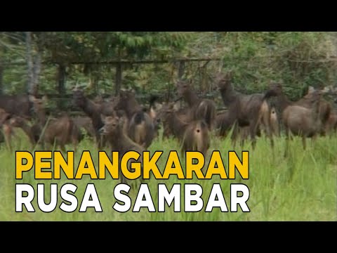 Video: Rusa Daud - empat hewan dalam satu