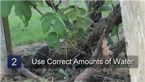 Watering Plants : How to Water Grape Vines
