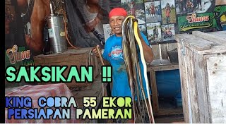 KING COBRA!! IT'S SNAKE MUKBANG TIME!!