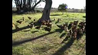 Gallinas libres en el campo - Free-range chickens