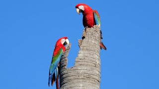 Arara Vermelha - Red-and-green Macaw - Brazilian Birds