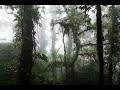 Costa Rica Adventure Series #5 🌿 Hidden Paradise: Exploring Santa Elena Cloud Forest in Monteverde!