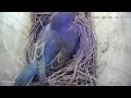 Bluebirds Nesting Live
