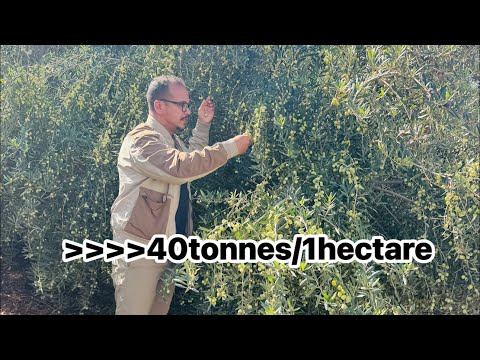 الاربيكونا والاربرسانا 1900شجرة في الهكتار انتاج اكثر من 45طن في الهكتار الواحد