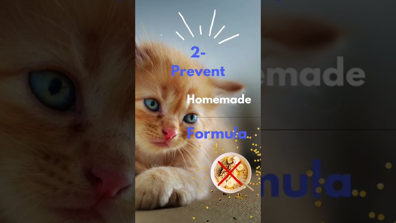 How To Feed Kittens Without A Mother