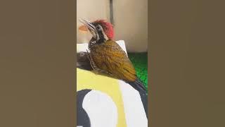 pelatuk bawang jari 4 jantan konslet