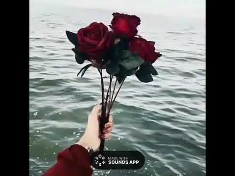 Sounds app ~   { 4  } ~🌹🌹