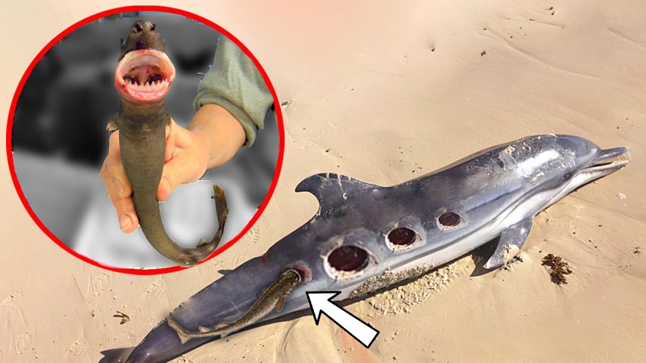 This Killer Fish Is Way Much Deadlier Than It Looks