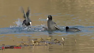 Intense Battle Between Eurasian Coot Birds | Amazing Common Coot Fight in the Wild