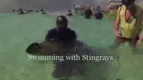 Swimming with Stingrays