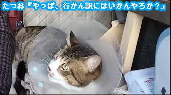 串刺し猫の奮闘記 Skewered Cat Struggles Youtube