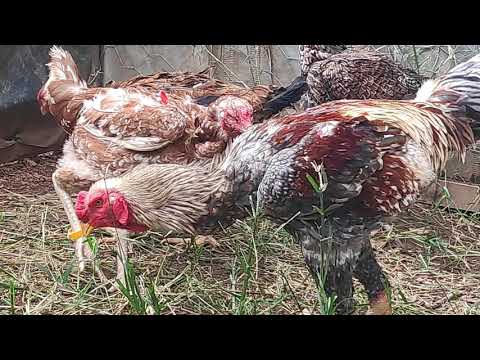 MOSTRANDO UM POUCO DE NOSSAS AVES, BAIAS DE ÍNDIO GIGANTE, FRANGUINHAS DE IG fazenda edinburgh