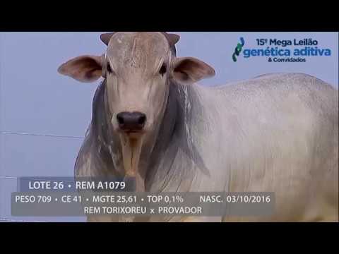 Lote 26 - REM FLEBO